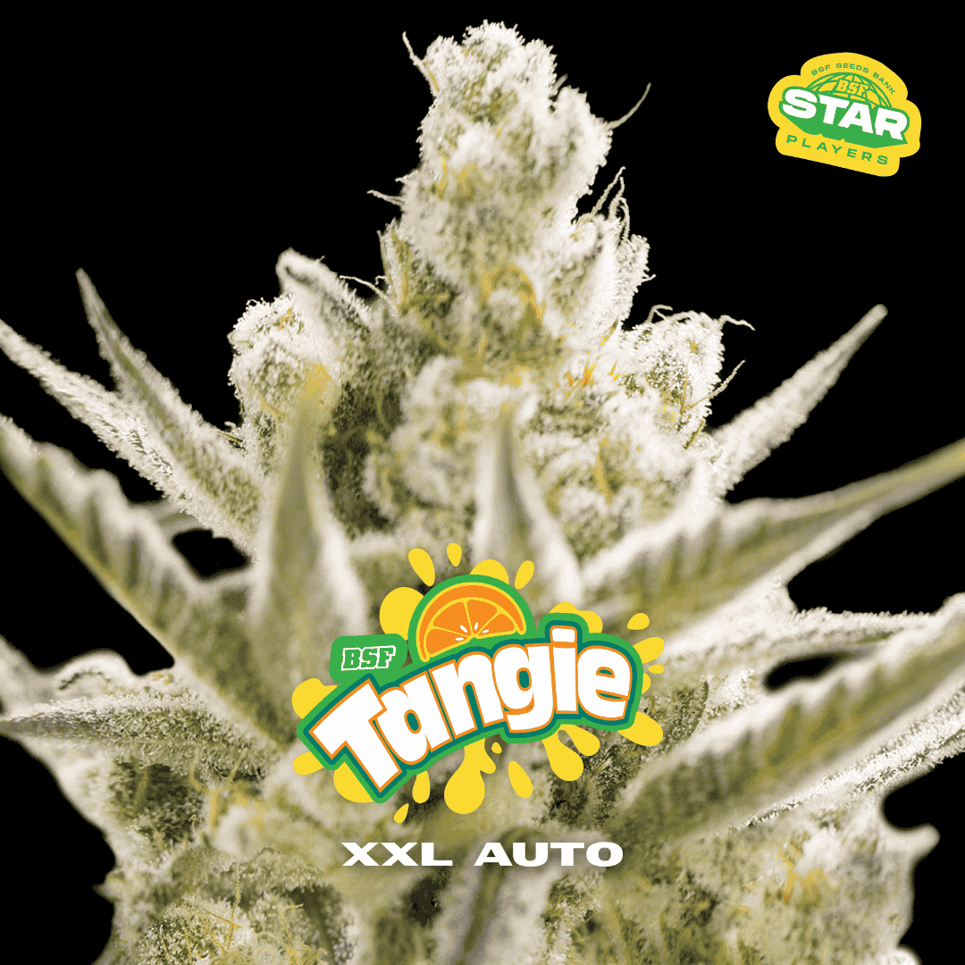 Tangie XXL AUTO BSF Seeds