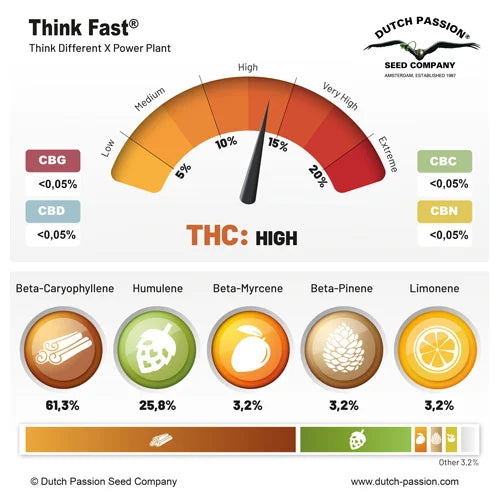 Think Fast Feminizada Pack x3 - Dutch Passion