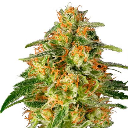 TnT Trichome Feminizada X3 Super Sativa Seeds Club