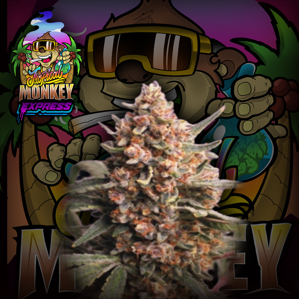 Tropical Monkey Auto - Crazy Seeds - Pack x 3