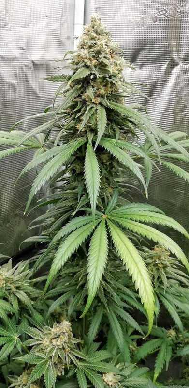 Amnesia - Seed Hunters - Pack x 2