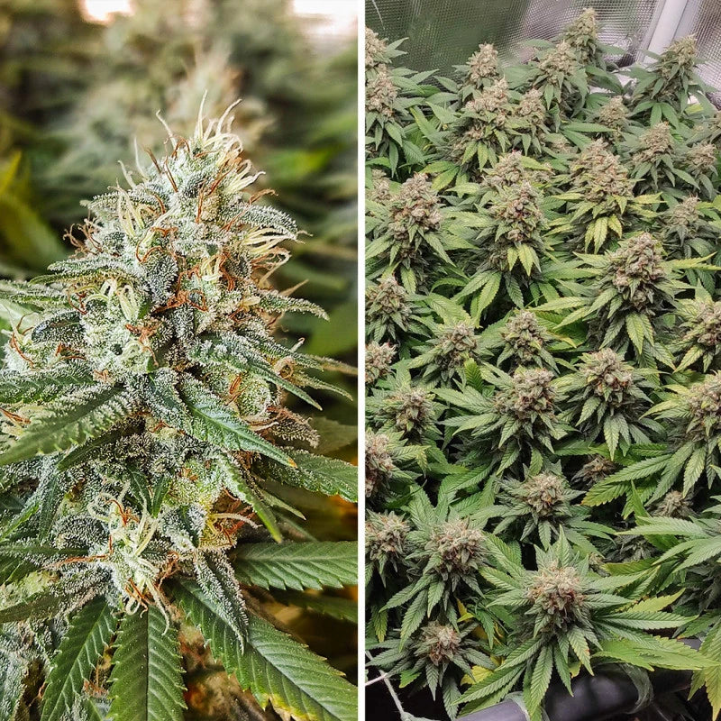 Amsterdam Amnesia Feminizada Pack x 3 - Dutch Passion