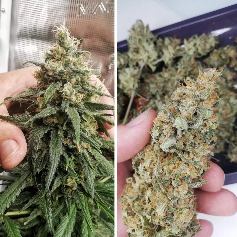 Amsterdam Amnesia Feminizada Pack x 3 - Dutch Passion