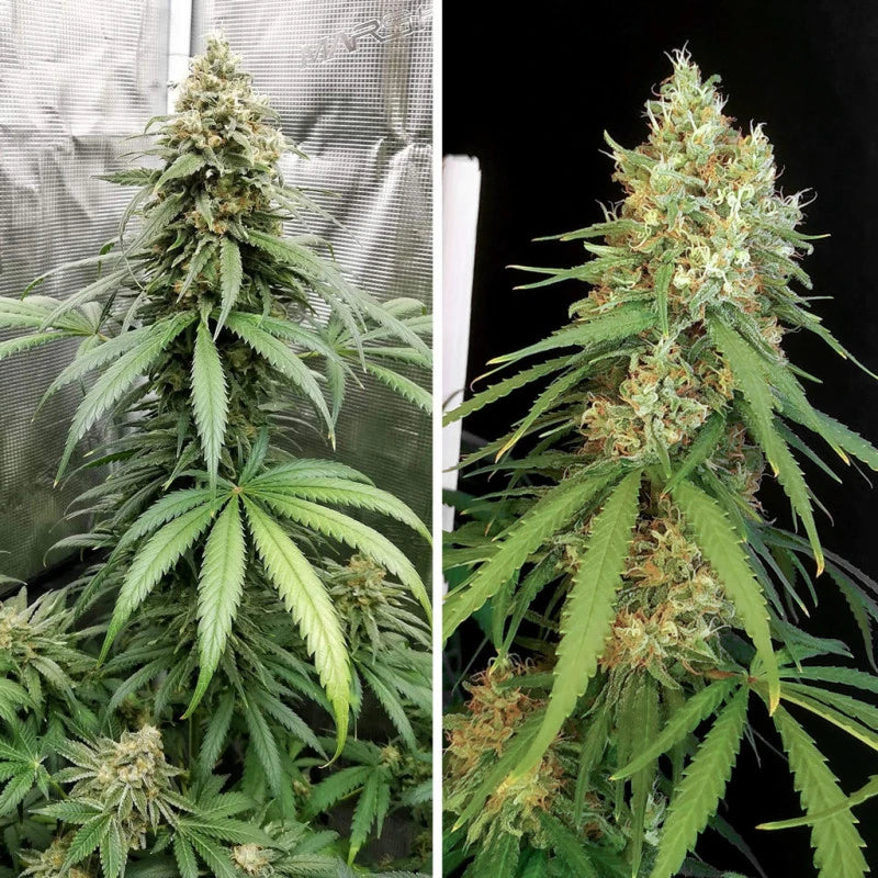 Amsterdam Amnesia Feminizada Pack x 3 - Dutch Passion