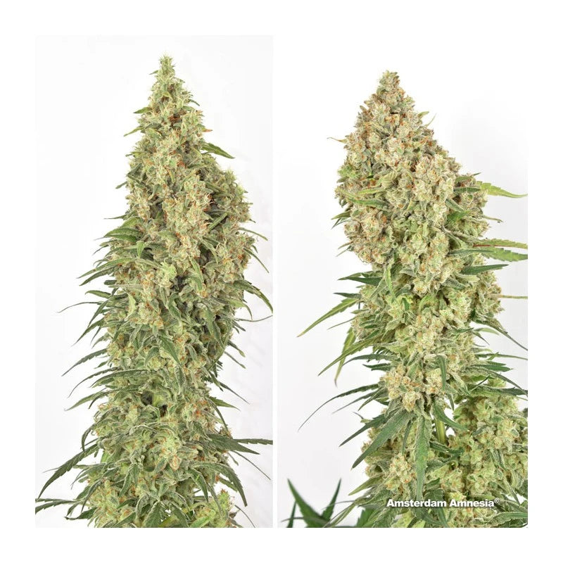Amsterdam Amnesia Feminizada Pack x 3 - Dutch Passion