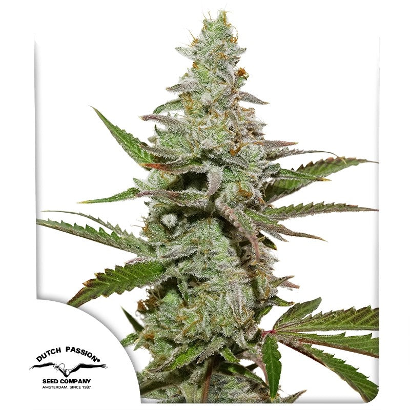 Amsterdam Amnesia Feminizada Pack x 3 - Dutch Passion