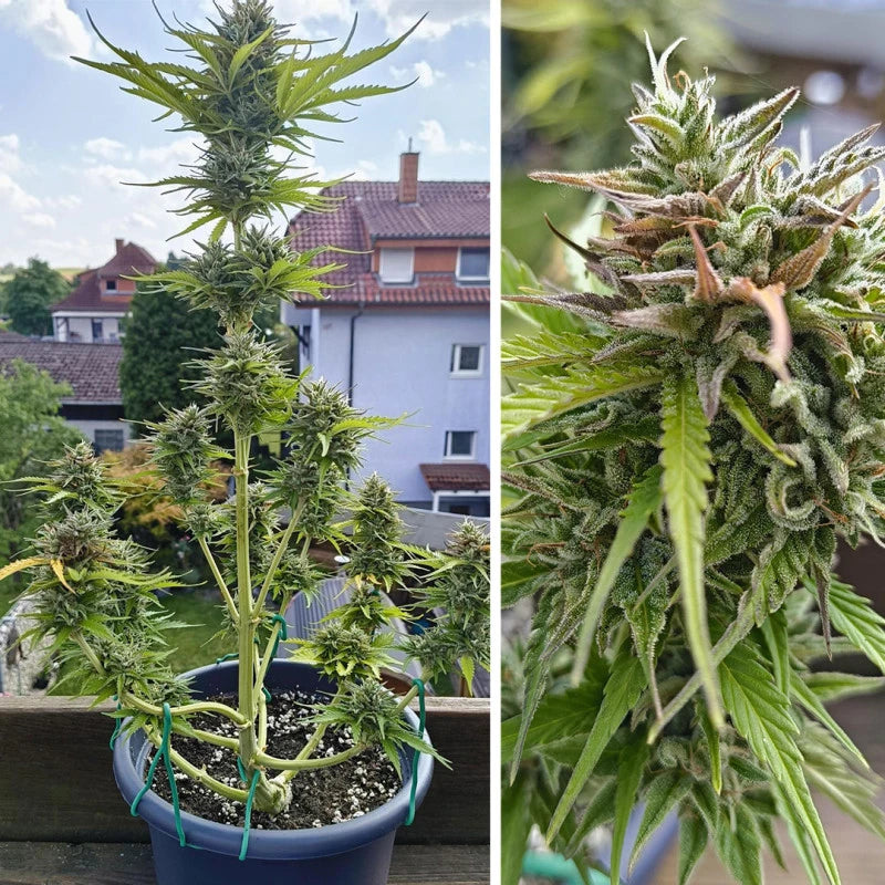 Auto Candy Bubatz XL Pack x 3 - Dutch Passion