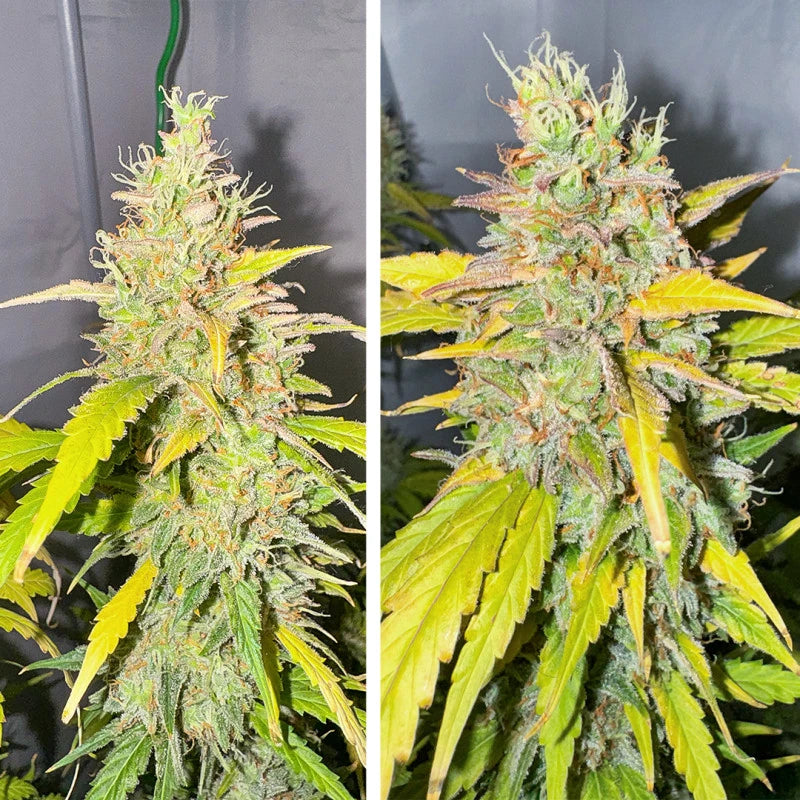 Auto Candy Bubatz XL Pack x 3 - Dutch Passion