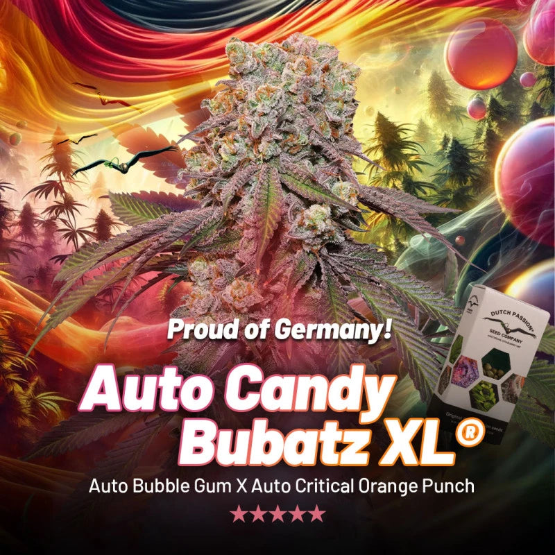Auto Candy Bubatz XL Pack x 3 - Dutch Passion