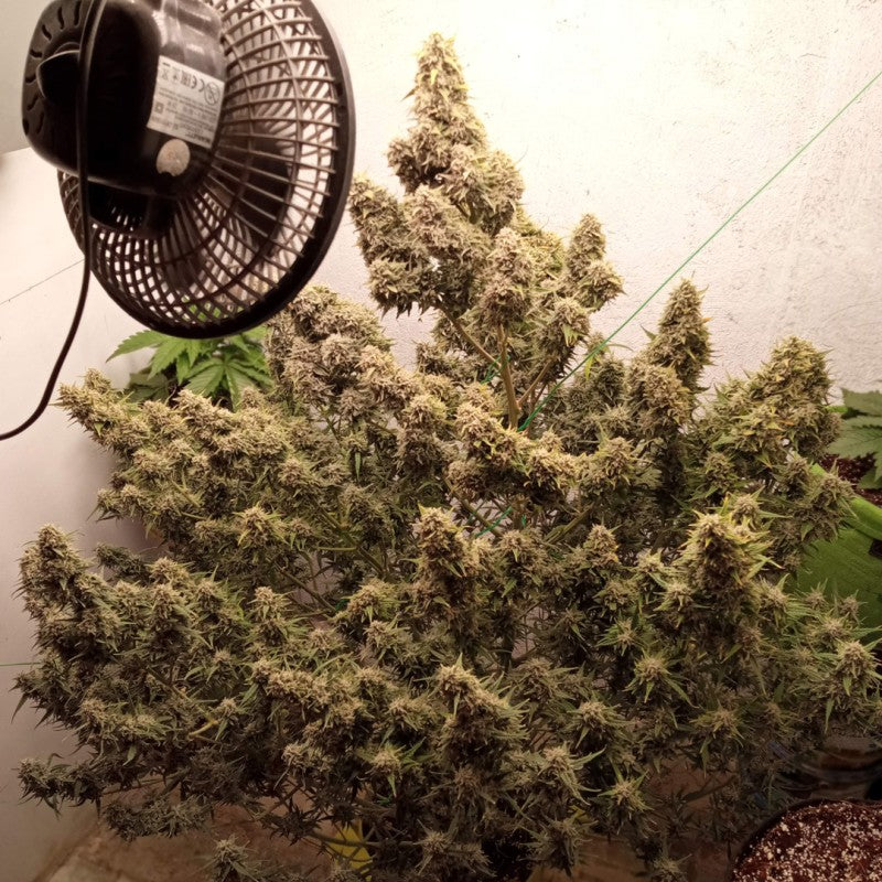 Auto Cinderella Jack Pack x 3 - Dutch Passion