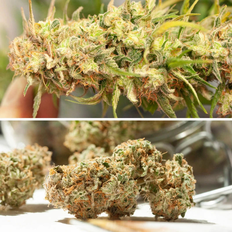 Auto Cinderella Jack Pack x 3 - Dutch Passion