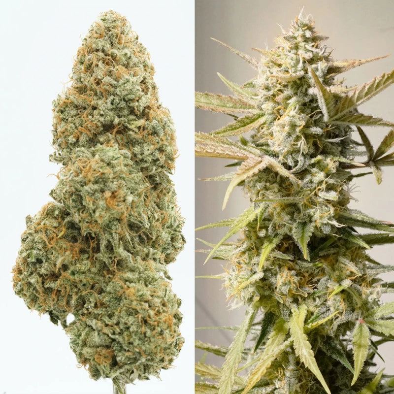 Auto Cinderella Jack Pack x 3 - Dutch Passion