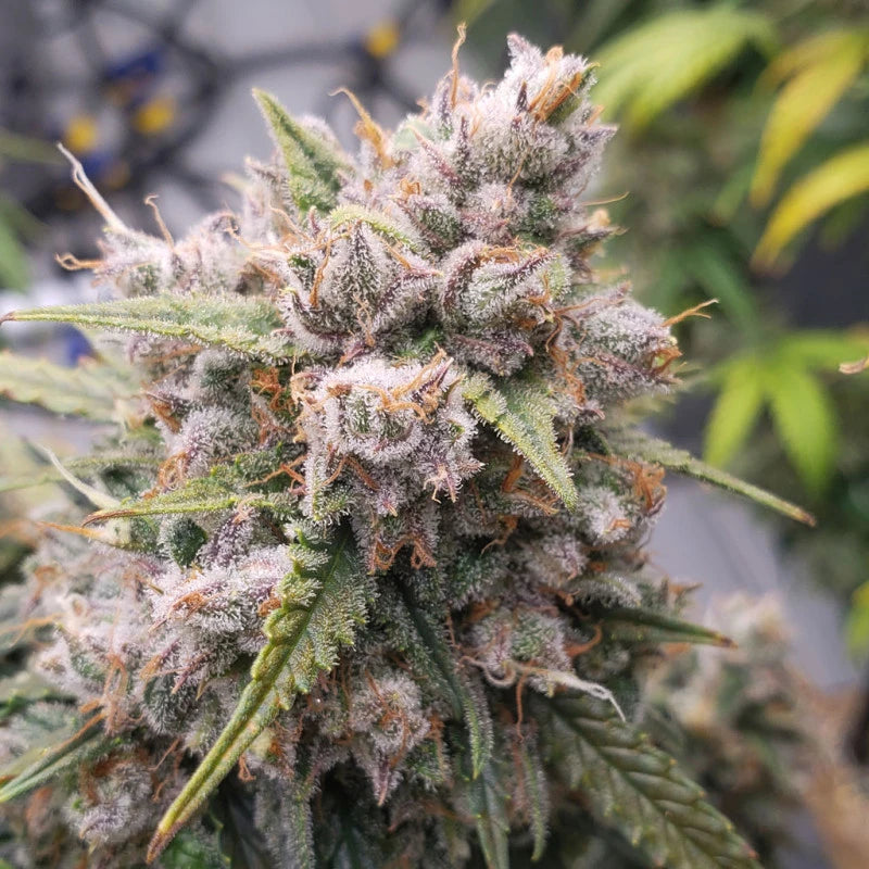 Auto Cinderella Jack Pack x 3 - Dutch Passion