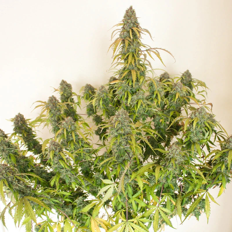 Auto Daiquiri Lime Pack x 3 - Dutch Passion
