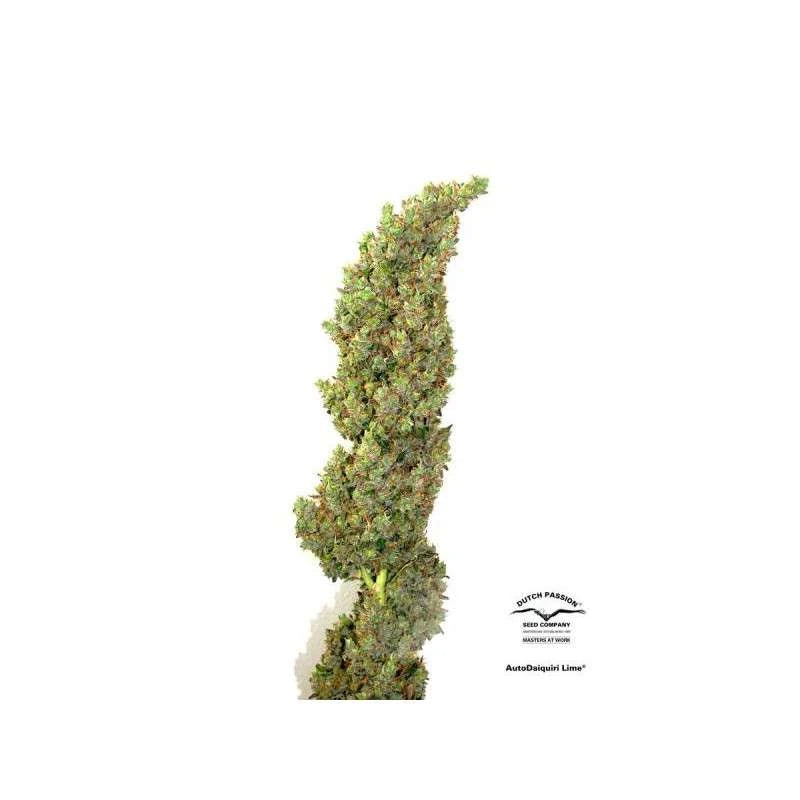 Auto Daiquiri Lime Pack x 3 - Dutch Passion