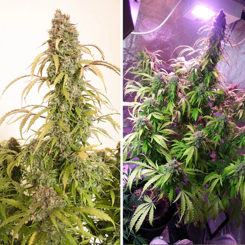 Auto Daiquiri Lime Pack x 3 - Dutch Passion