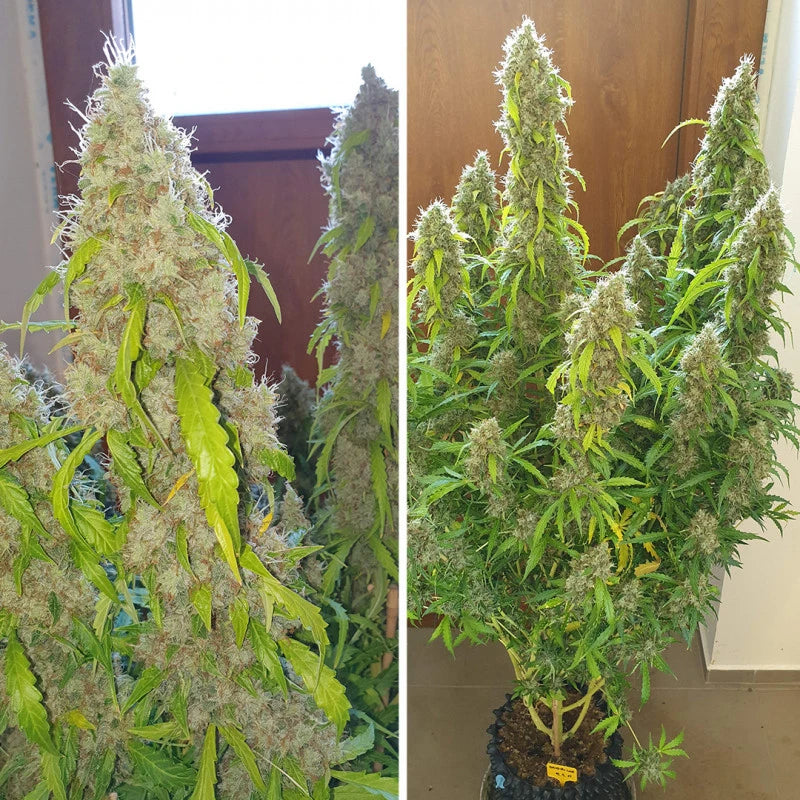 Auto Daiquiri Lime Pack x 3 - Dutch Passion