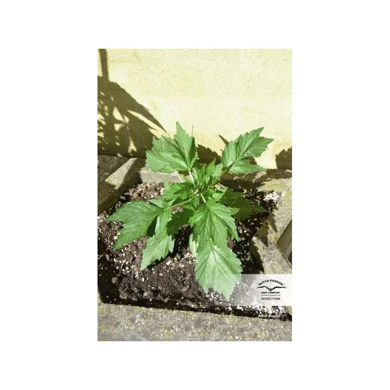Auto Duck Pack x 3 - Dutch Passion