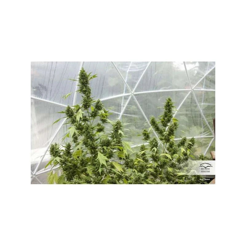 Auto Duck Pack x 3 - Dutch Passion