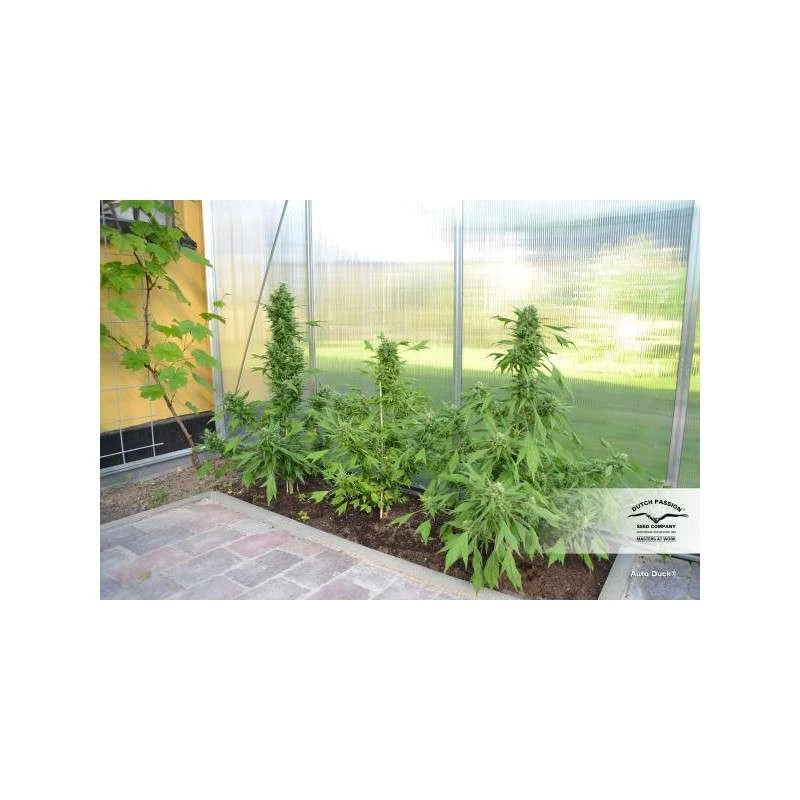 Auto Duck Pack x 3 - Dutch Passion