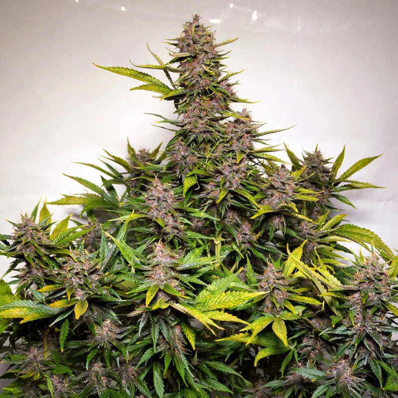 Auto Forbidden Cherry Pack x 3 - Dutch Passion