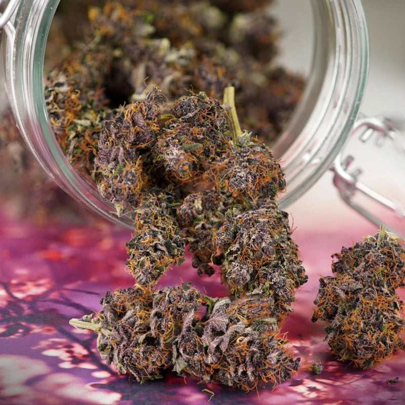 Auto Forbidden Cherry Pack x 3 - Dutch Passion