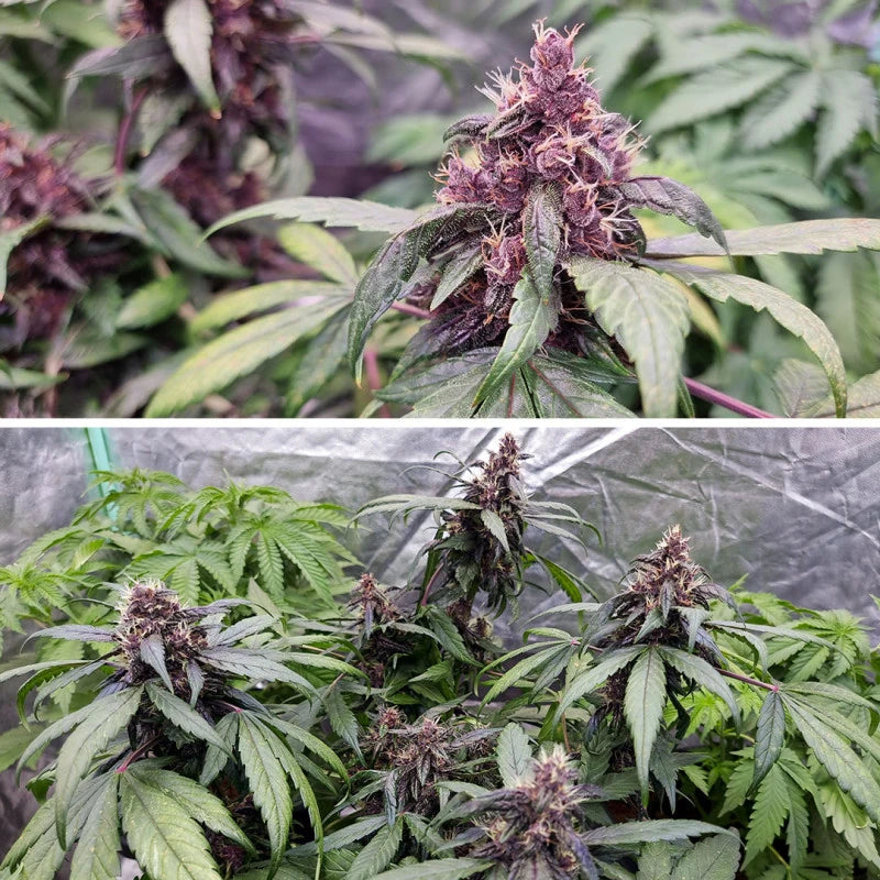 Auto Forbidden Cherry Pack x 3 - Dutch Passion