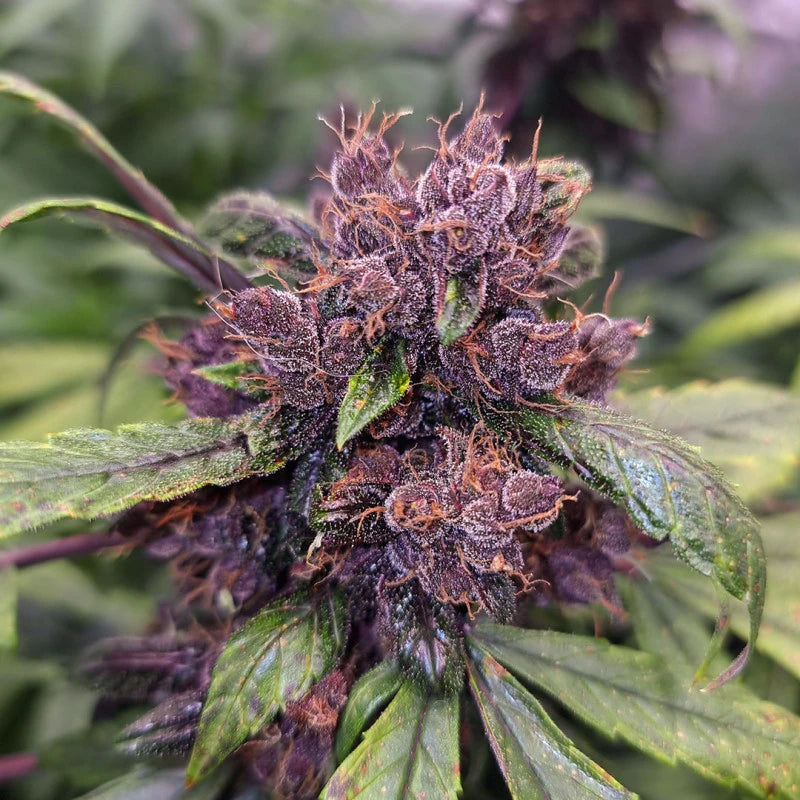 Auto Forbidden Cherry Pack x 3 - Dutch Passion