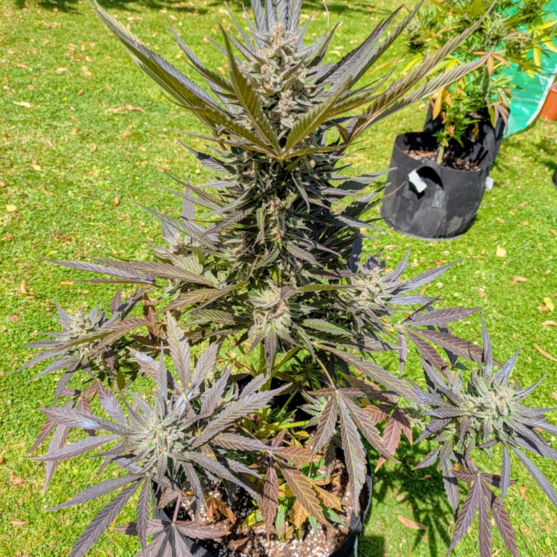 Auto Frozen Biscotti Pack x3 - Dutch Passion