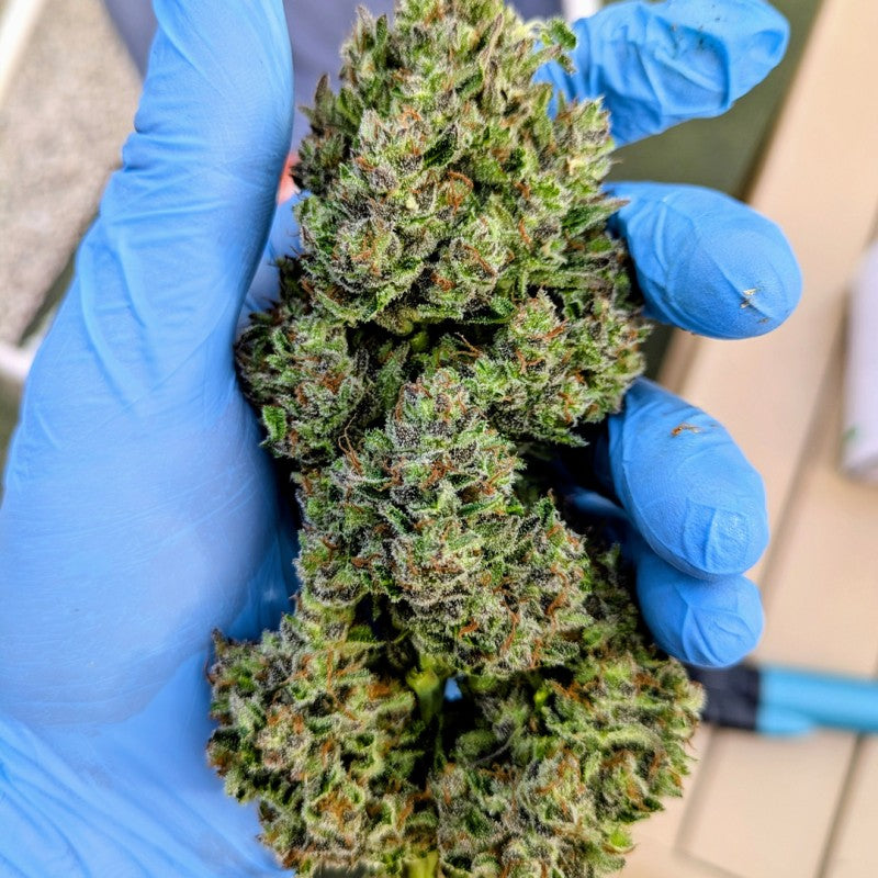 Auto Frozen Biscotti Pack x3 - Dutch Passion