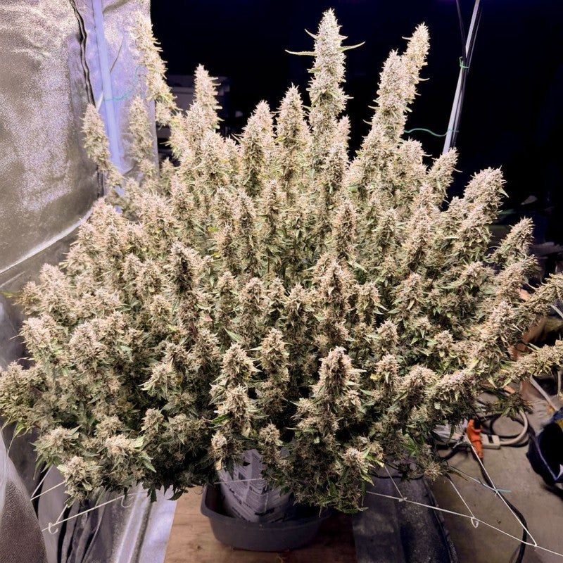 Auto Frozen Biscotti Pack x3 - Dutch Passion