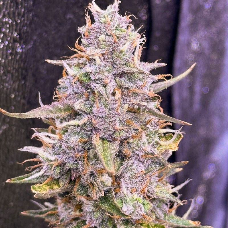 Auto Frozen Biscotti Pack x3 - Dutch Passion