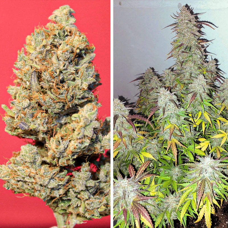 Auto Kerosene Krash Pack x 3 - Dutch Passion