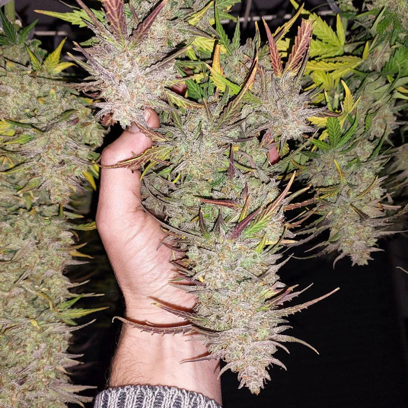 Auto Kerosene Krash Pack x 3 - Dutch Passion