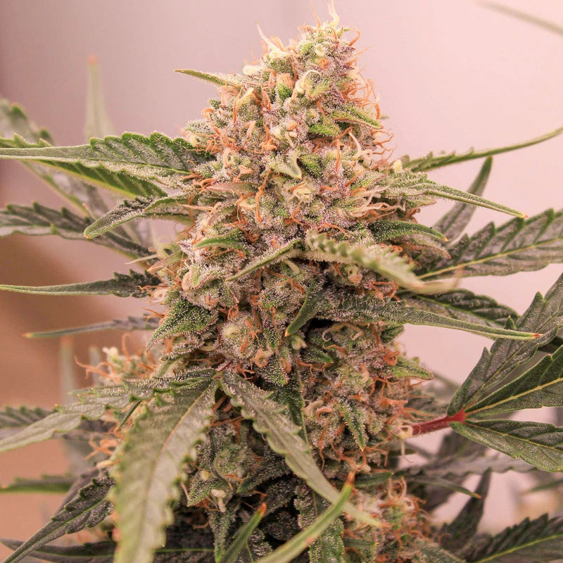 Auto Kerosene Krash Pack x 3 - Dutch Passion