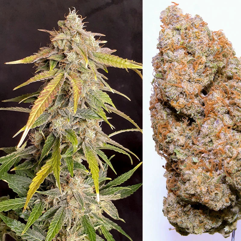 Auto Kerosene Krash Pack x 3 - Dutch Passion