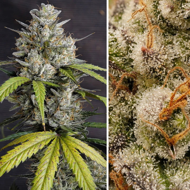 Auto Melonade Runtz Pack x 3 - Dutch Passion