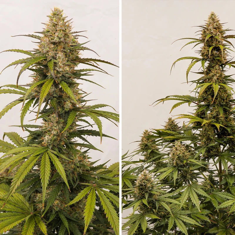 Auto Melonade Runtz Pack x 3 - Dutch Passion