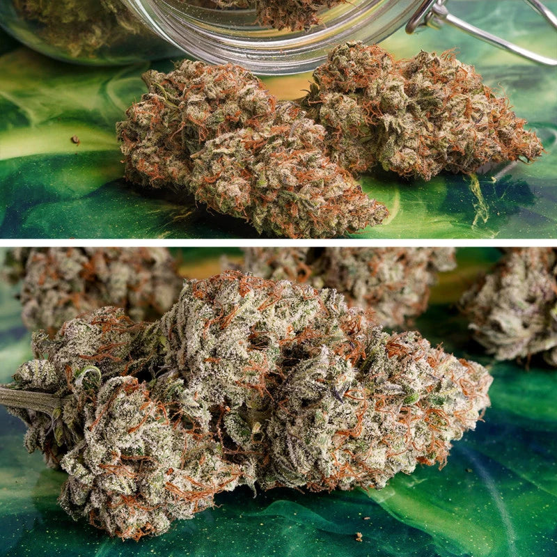 Auto Melonade Runtz Pack x 3 - Dutch Passion