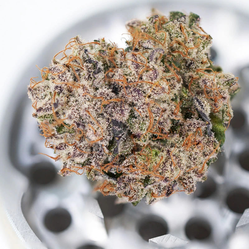Auto Mimosa Punch Pack x 3 - Dutch Passion