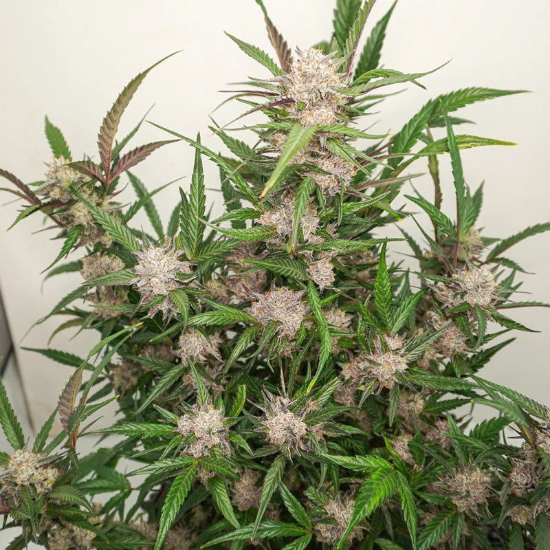 Auto Mimosa Punch Pack x 3 - Dutch Passion