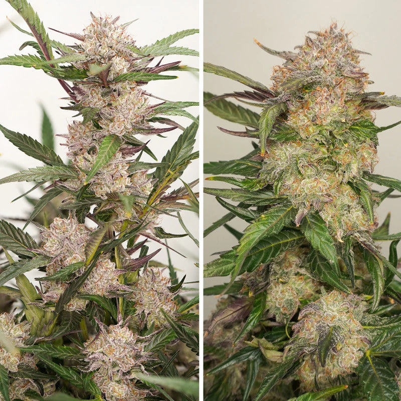 Auto Mimosa Punch Pack x 3 - Dutch Passion