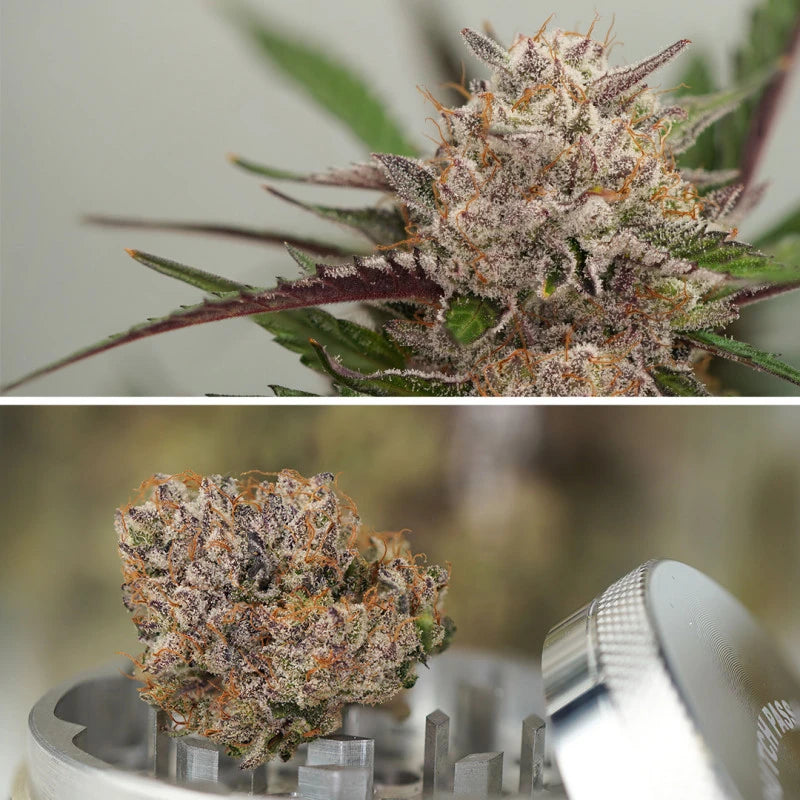 Auto Mimosa Punch Pack x 3 - Dutch Passion