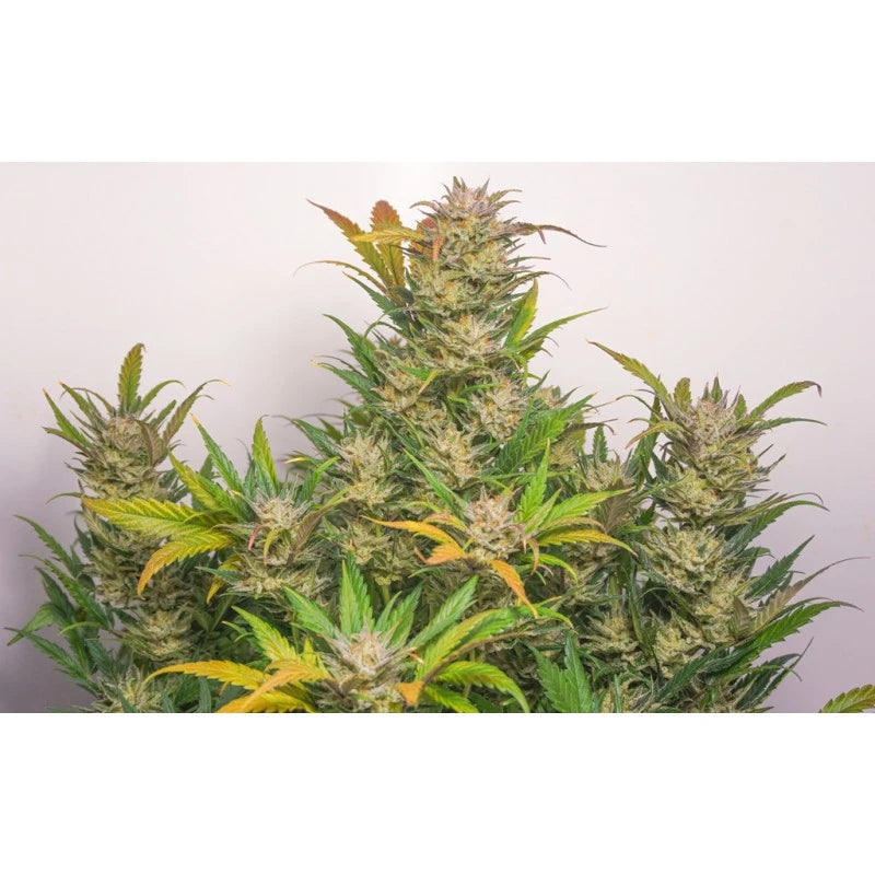Auto Mokum's Tulip Pack x 3 - Dutch Passion