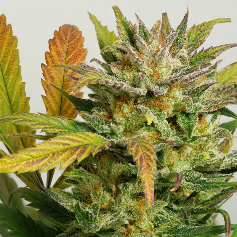 Auto Mokum's Tulip Pack x 3 - Dutch Passion