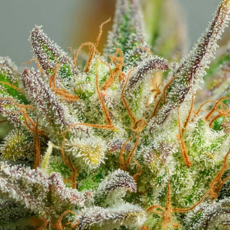 Auto Mokum's Tulip Pack x 3 - Dutch Passion