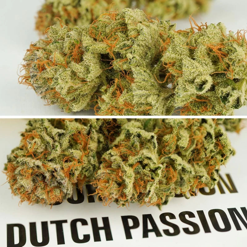 Auto Mokum's Tulip Pack x 3 - Dutch Passion