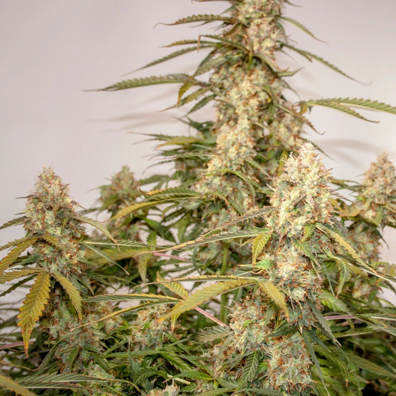 Auto Night Queen Pack x 3 - Dutch Passion