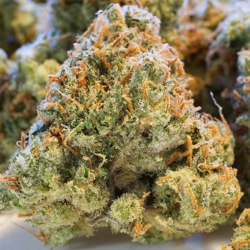 Auto Night Queen Pack x 3 - Dutch Passion