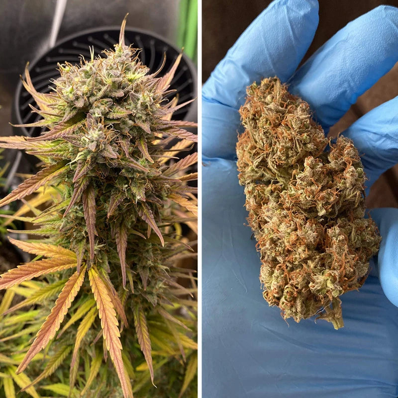 Auto Night Queen Pack x 3 - Dutch Passion